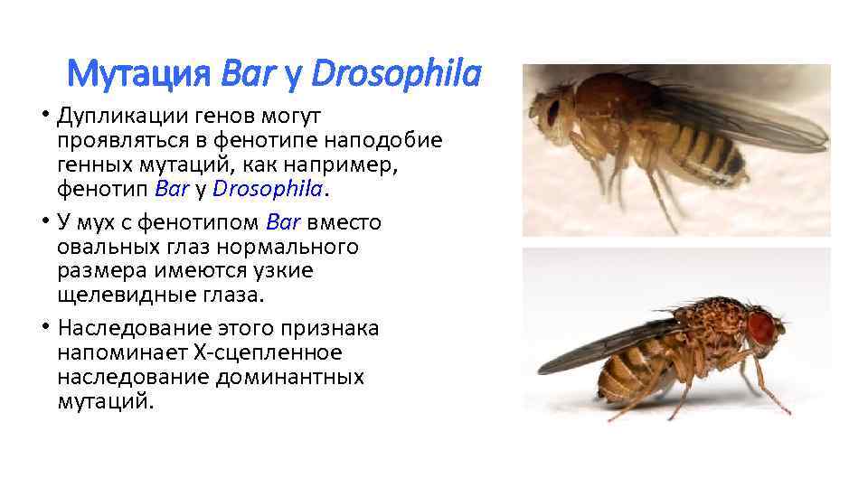 Лабораторная работа анализ мутаций у дрозофилы