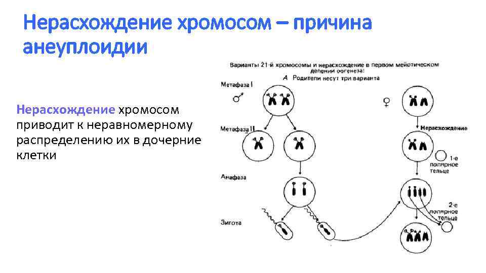 Нерасхождения гомологичных хромосом