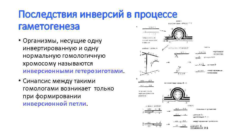 Последствия инверсий в процессе гаметогенеза • Организмы, несущие одну инвертированную и одну нормальную гомологичную