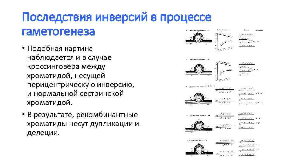 Последствия инверсий в процессе гаметогенеза • Подобная картина наблюдается и в случае кроссинговера между