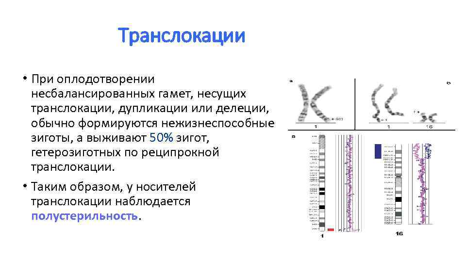 Дупликация транслокация