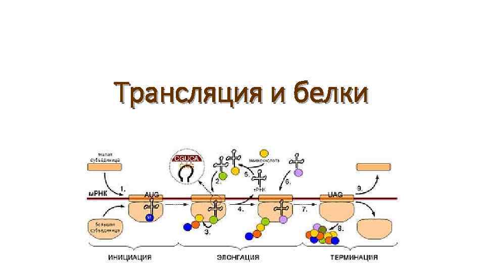 Трансляция белка. Трансляция схема. Схема процесса трансляции. Трансляция рисунок.