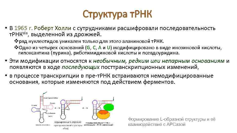 Структура т. РНК • В 1965 г. Роберт Холли с сутрудниками расшифровали последовательность т.