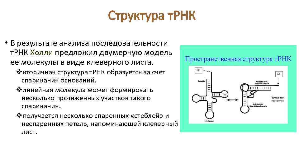 Структура т. РНК • В результате анализа последовательности т. РНК Холли предложил двумерную модель