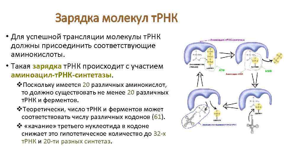 Зарядка молекул т. РНК • Для успешной трансляции молекулы т. РНК должны присоединить соответствующие