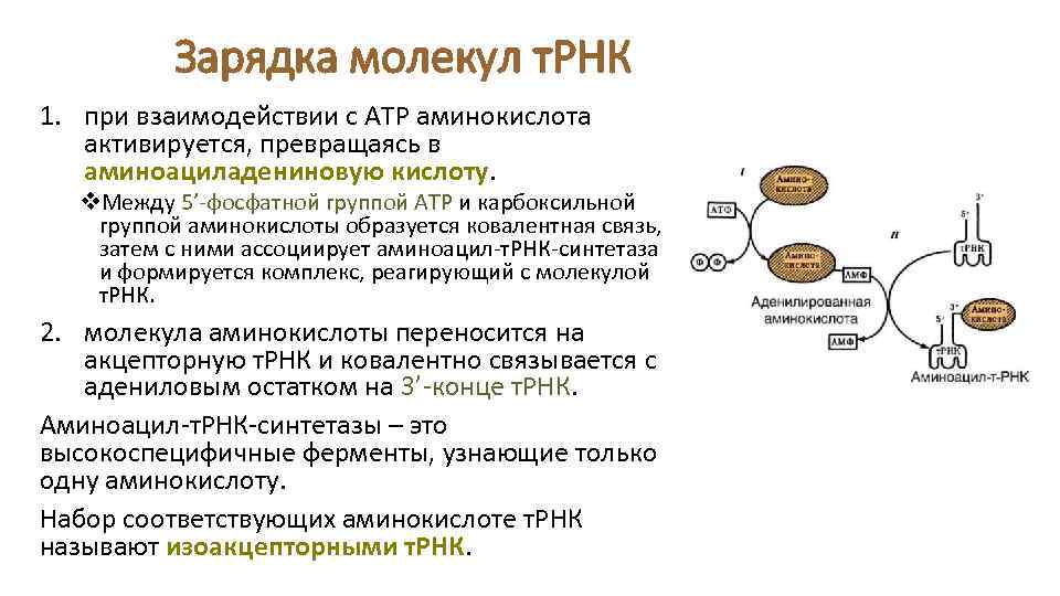 Зарядка молекул т. РНК 1. при взаимодействии с АТР аминокислота активируется, превращаясь в аминоациладениновую
