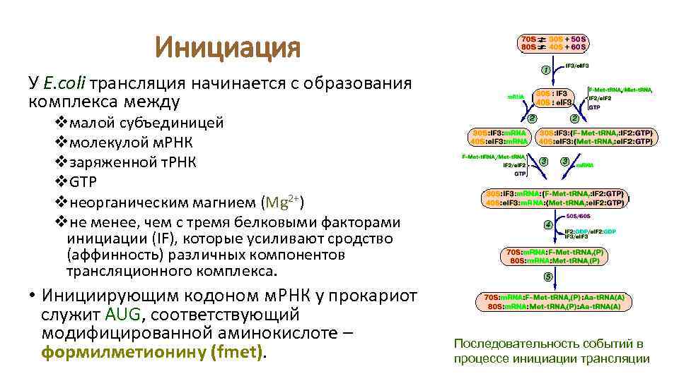 Инициация У E. coli трансляция начинается с образования комплекса между vмалой субъединицей vмолекулой м.