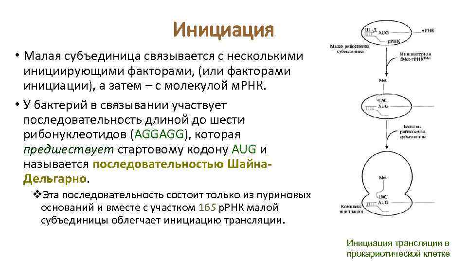 Инициация • Малая субъединица связывается с несколькими инициирующими факторами, (или факторами инициации), а затем