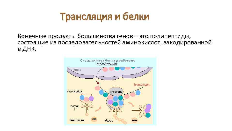 Трансляция и белки Конечные продукты большинства генов – это полипептиды, состоящие из последовательностей аминокислот,