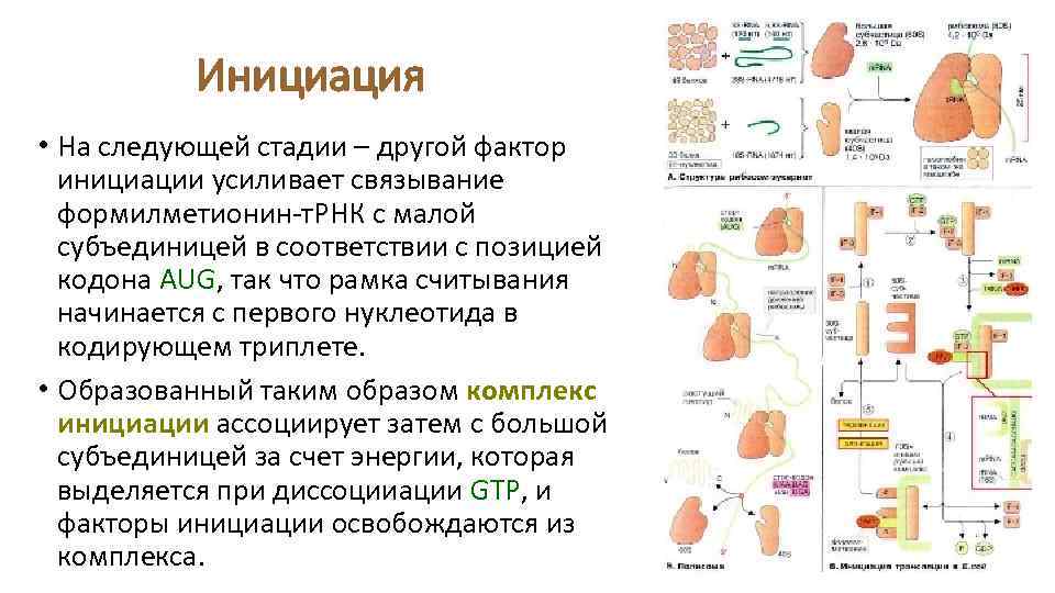 Инициация • На следующей стадии – другой фактор инициации усиливает связывание формилметионин-т. РНК с
