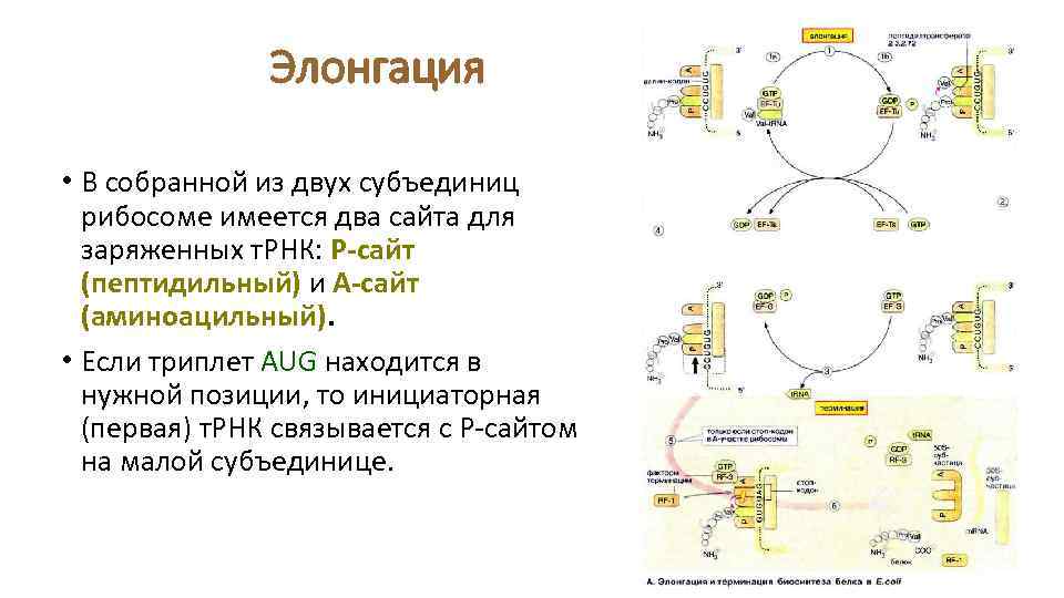 Элонгация • В собранной из двух субъединиц рибосоме имеется два сайта для заряженных т.