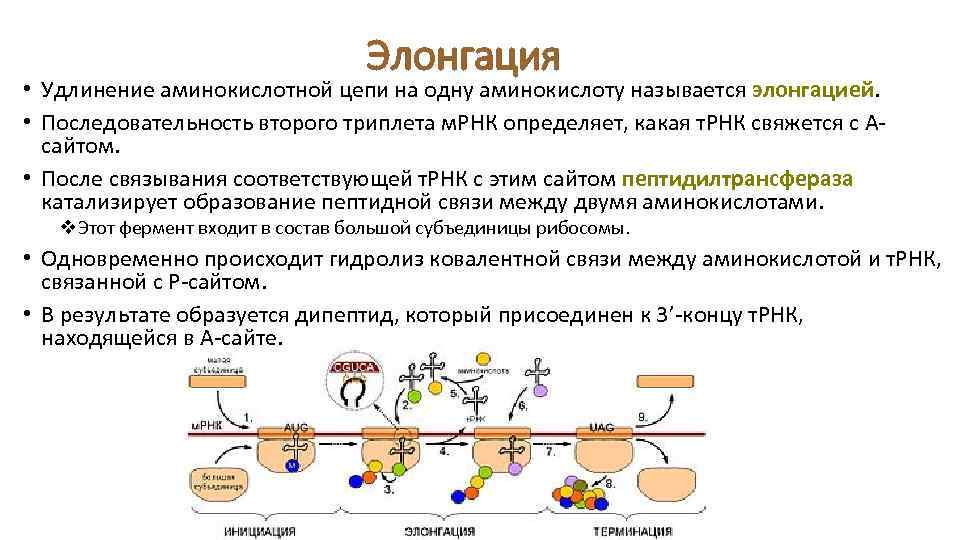 Какая трансляция. Биосинтез белка трансляция инициация элонгация терминация. Инициация элонгация терминация. Элонгация генетика. Трансляция белка элонгация.