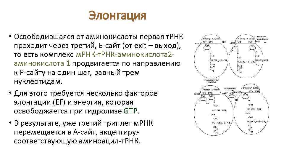 Схема трансляции биохимия