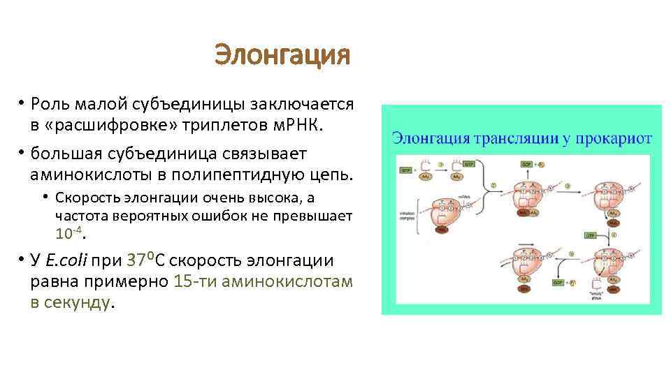 Элонгация • Роль малой субъединицы заключается в «расшифровке» триплетов м. РНК. • большая субъединица