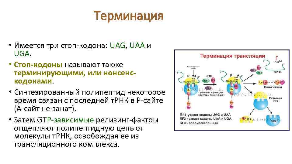 Терминация • Имеется три стоп-кодона: UAG, UAA и UGA. • Стоп-кодоны называют также терминирующими,