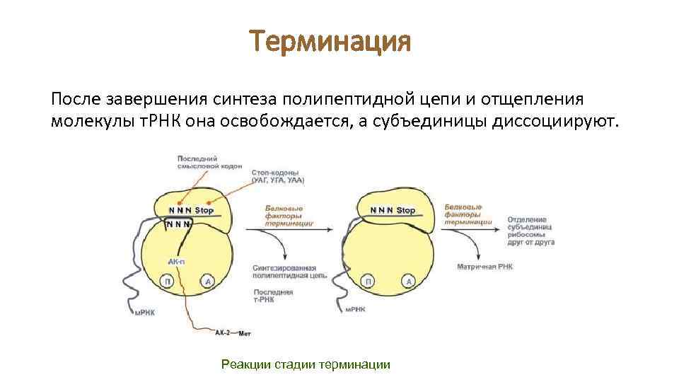 Синтез полипептидной цепи в рибосомах. Терминация синтеза РНК. Трансляция РНК терминация. Синтез полипептидной цепи на рибосоме. Стадия терминации.