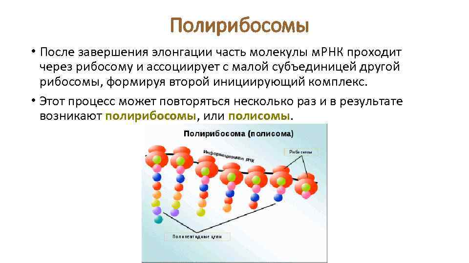 Полирибосомы • После завершения элонгации часть молекулы м. РНК проходит через рибосому и ассоциирует