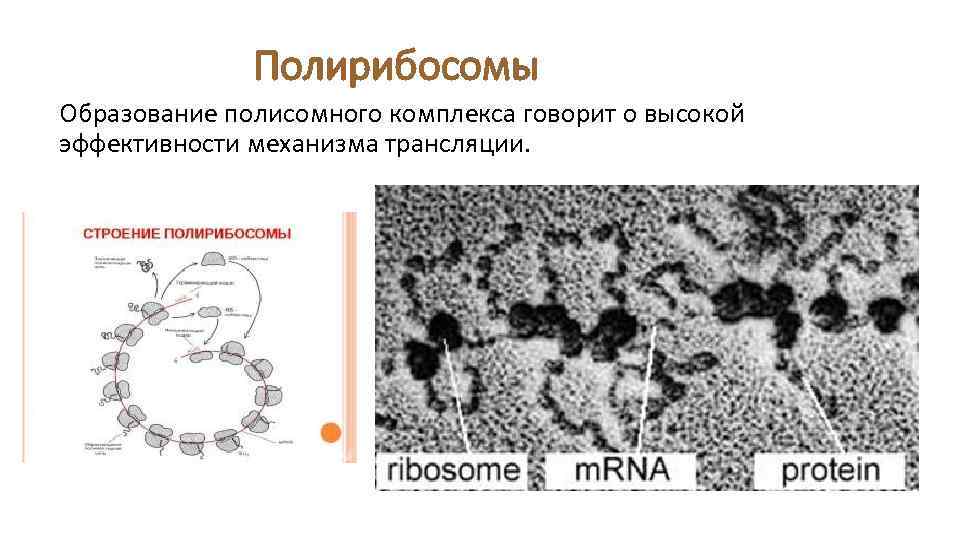 Полирибосомы Образование полисомного комплекса говорит о высокой эффективности механизма трансляции. 