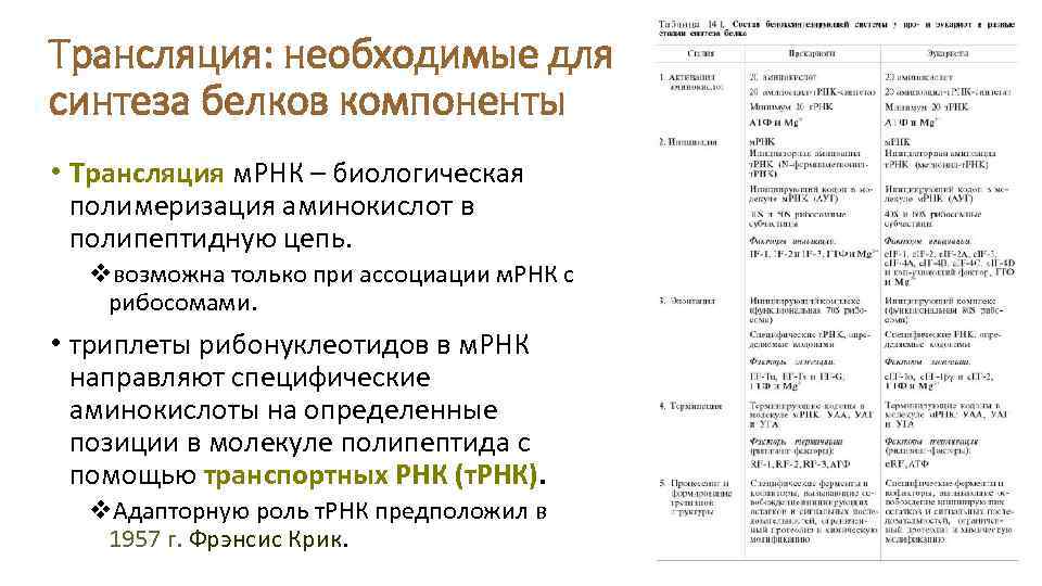 Трансляция: необходимые для синтеза белков компоненты • Трансляция м. РНК – биологическая полимеризация аминокислот