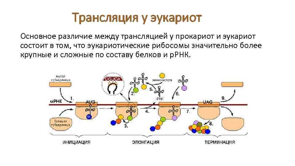 Трансляция у эукариот Основное различие между трансляцией у прокариот и эукариот состоит в том,