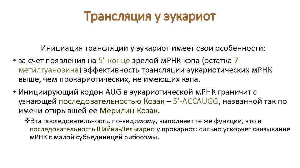 Трансляция у эукариот Инициация трансляции у эукариот имеет свои особенности: • за счет появления