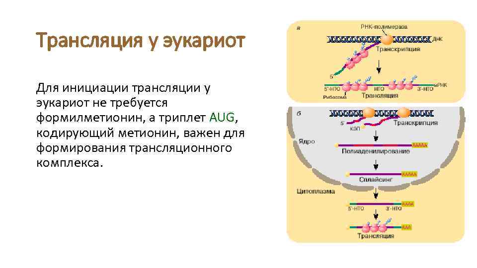 Трансляция у эукариот Для инициации трансляции у эукариот не требуется формилметионин, а триплет AUG,