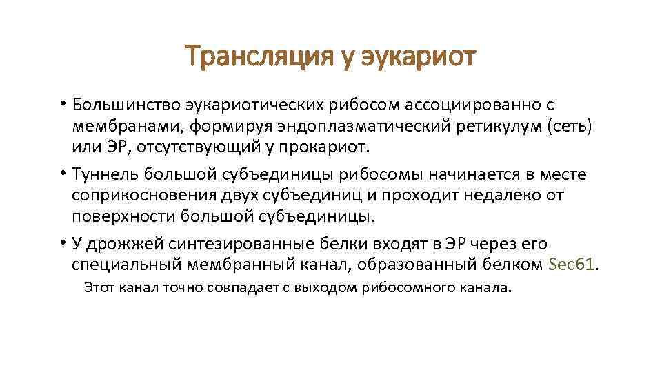 Трансляция у эукариот • Большинство эукариотических рибосом ассоциированно с мембранами, формируя эндоплазматический ретикулум (сеть)