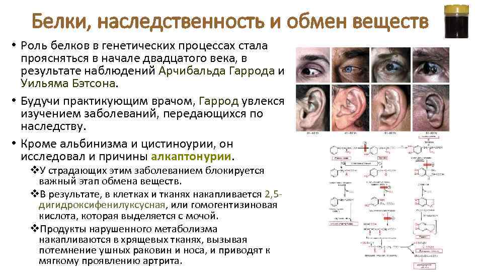 Белки, наследственность и обмен веществ • Роль белков в генетических процессах стала проясняться в