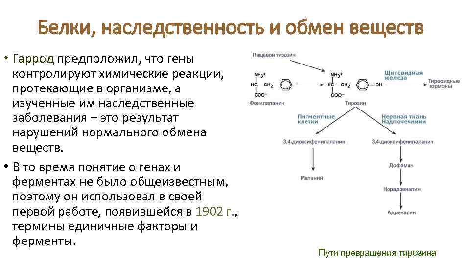 Белки, наследственность и обмен веществ • Гаррод предположил, что гены контролируют химические реакции, протекающие