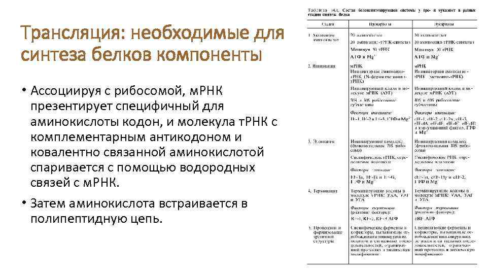 Трансляция: необходимые для синтеза белков компоненты • Ассоциируя с рибосомой, м. РНК презентирует специфичный