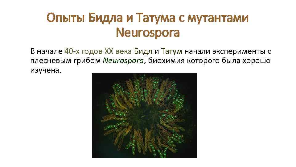 Опыты Бидла и Татума с мутантами Neurospora В начале 40 -х годов ХХ века