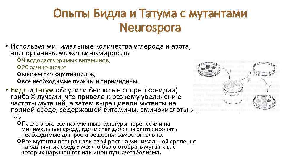 Опыты Бидла и Татума с мутантами Neurospora • Используя минимальные количества углерода и азота,