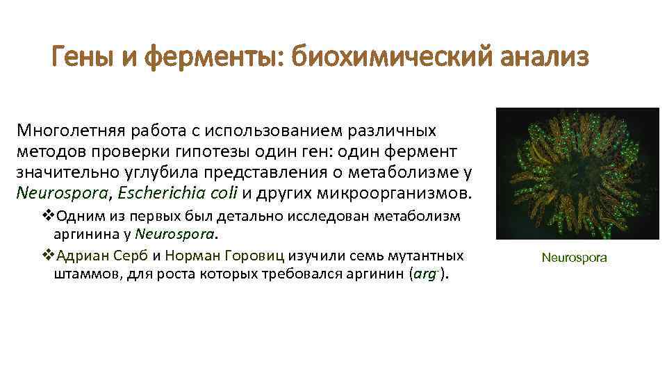 Гены и ферменты: биохимический анализ Многолетняя работа с использованием различных методов проверки гипотезы один