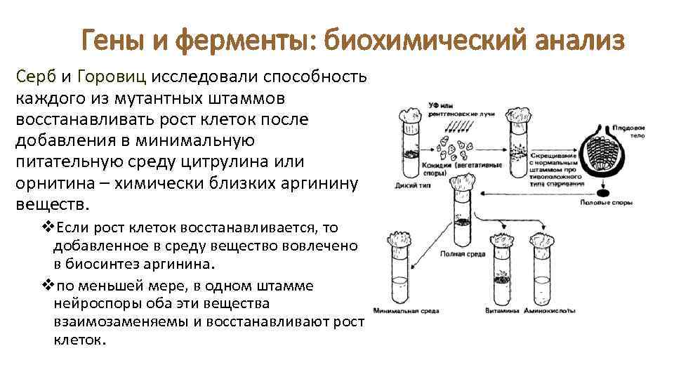 Гены и ферменты: биохимический анализ Серб и Горовиц исследовали способность каждого из мутантных штаммов