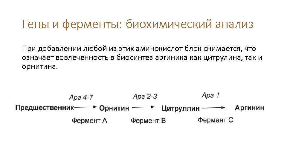 Гены и ферменты: биохимический анализ При добавлении любой из этих аминокислот блок снимается, что
