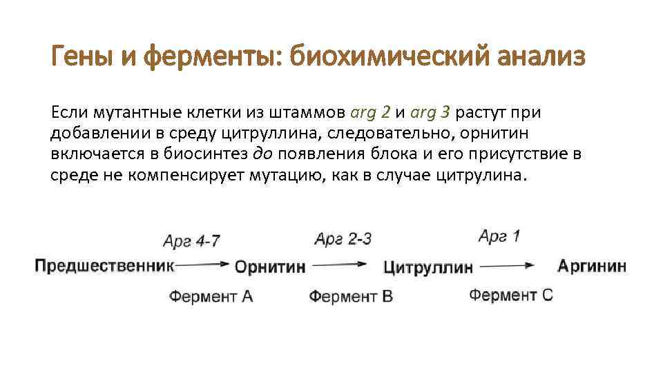 Гены и ферменты: биохимический анализ Если мутантные клетки из штаммов arg 2 и arg
