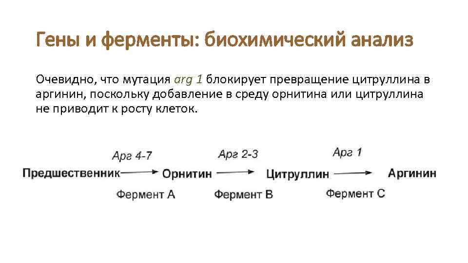 Гены и ферменты: биохимический анализ Очевидно, что мутация arg 1 блокирует превращение цитруллина в