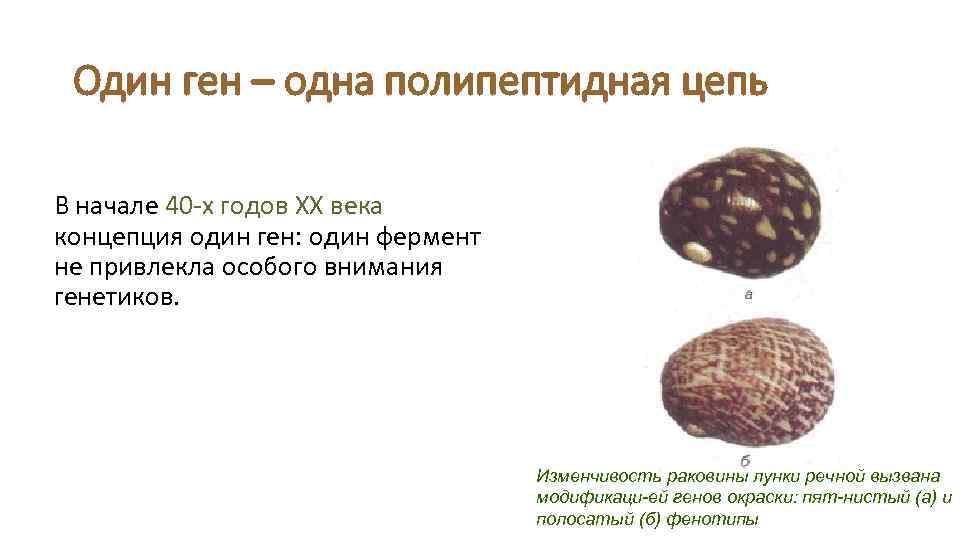 Один ген – одна полипептидная цепь В начале 40 -х годов ХХ века концепция