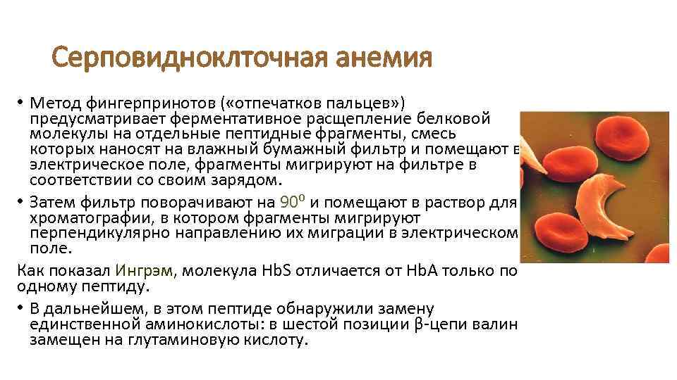 Серповидноклточная анемия • Метод фингерпринотов ( «отпечатков пальцев» ) предусматривает ферментативное расщепление белковой молекулы