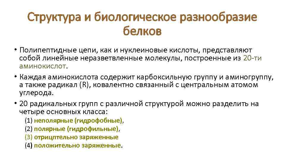 Структура и биологическое разнообразие белков • Полипептидные цепи, как и нуклеиновые кислоты, представляют собой