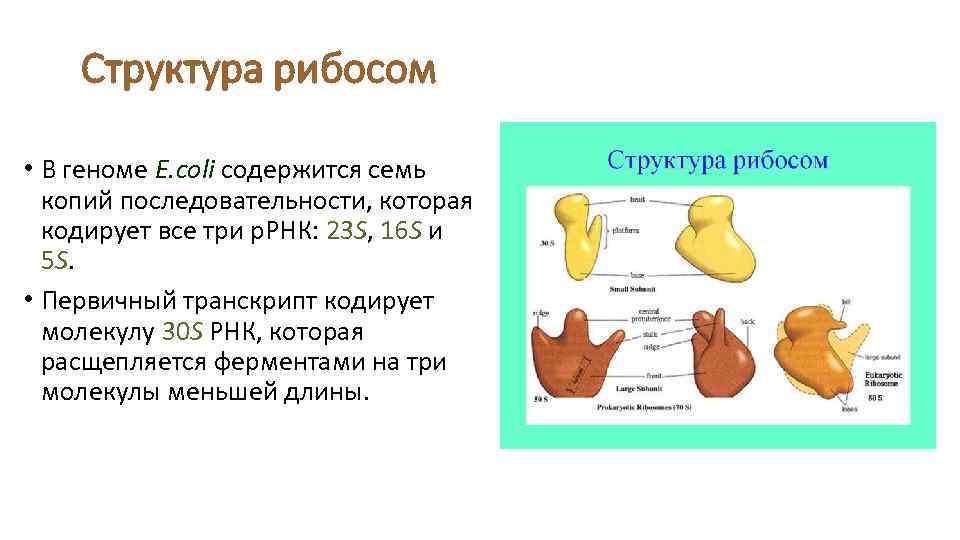 Структура рибосом • В геноме E. coli содержится семь копий последовательности, которая кодирует все