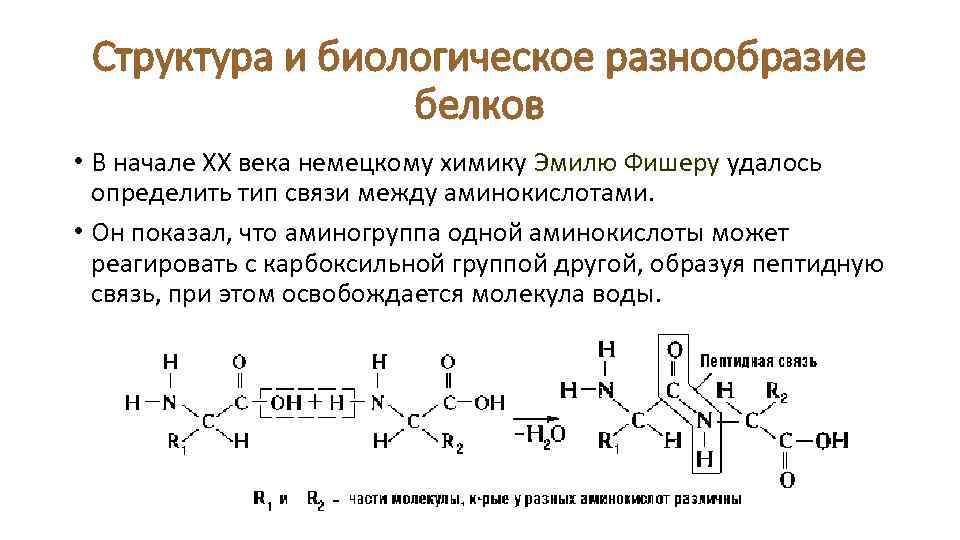 Структура и биологическое разнообразие белков • В начале ХХ века немецкому химику Эмилю Фишеру