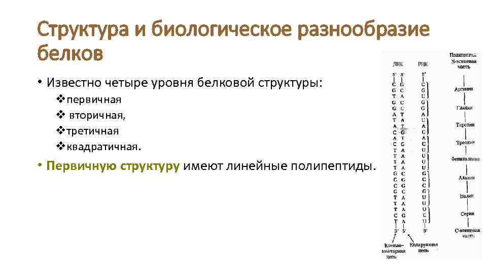 Структура и биологическое разнообразие белков • Известно четыре уровня белковой структуры: vпервичная v вторичная,