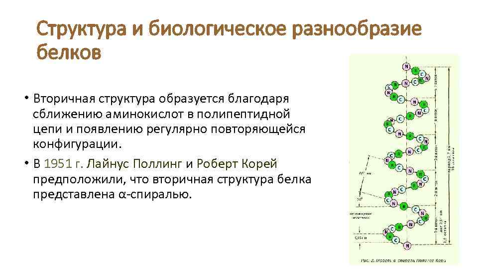 Полипептидный белок. Вторичная структура аминокислот. Строение полипептидной цепи биохимия. Цепь аминокислот вторичная структура. Вторичная структура белка цепь аминокислот.