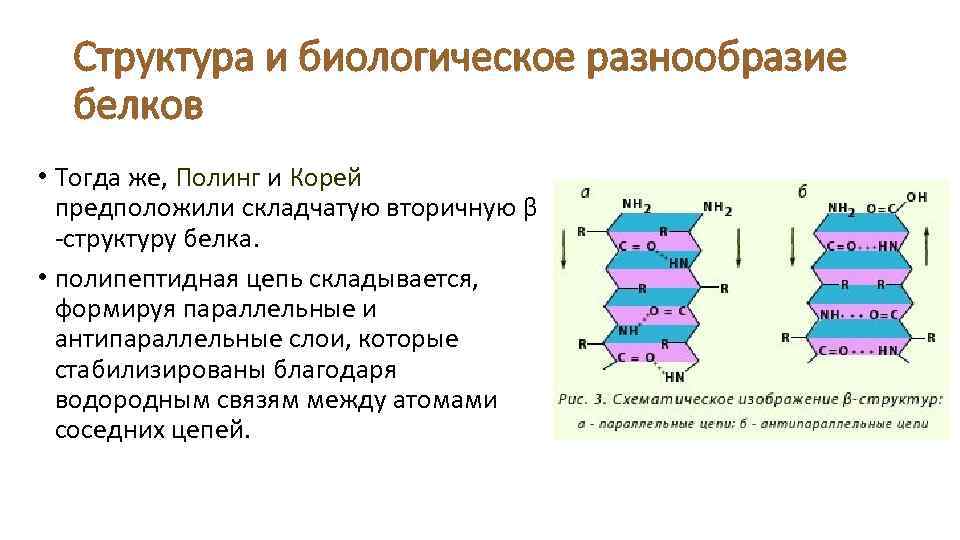 Структура и биологическое разнообразие белков • Тогда же, Полинг и Корей предположили складчатую вторичную