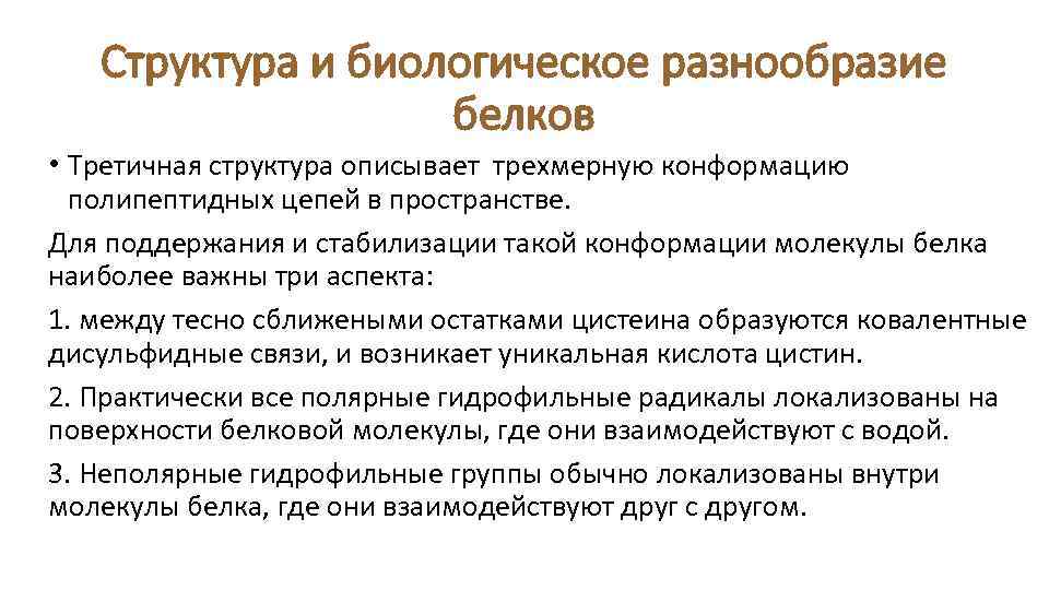 Структура и биологическое разнообразие белков • Третичная структура описывает трехмерную конформацию полипептидных цепей в