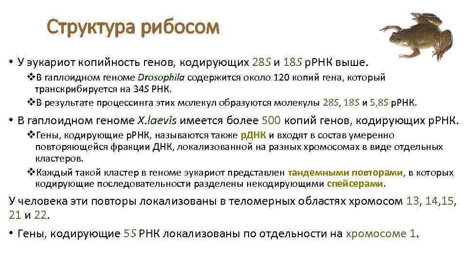 Структура рибосом • У эукариот копийность генов, кодирующих 28 S и 18 S р.
