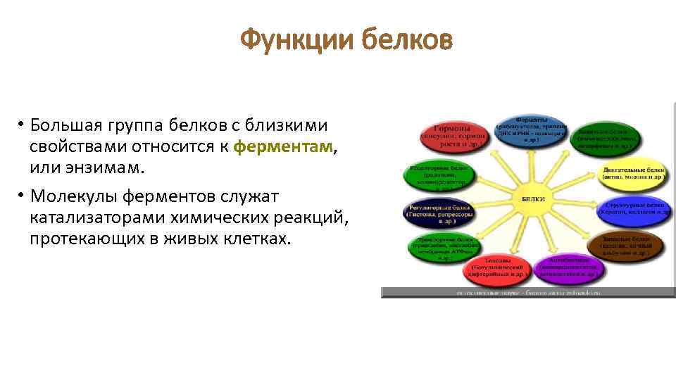 Функции белков • Большая группа белков с близкими свойствами относится к ферментам, или энзимам.