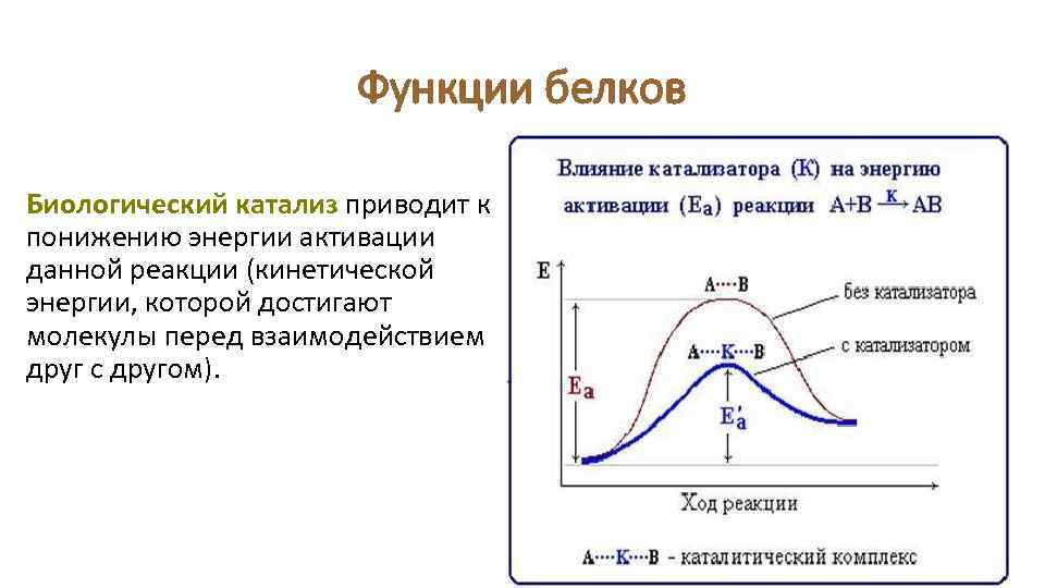 Функции белков Биологический катализ приводит к понижению энергии активации данной реакции (кинетической энергии, которой