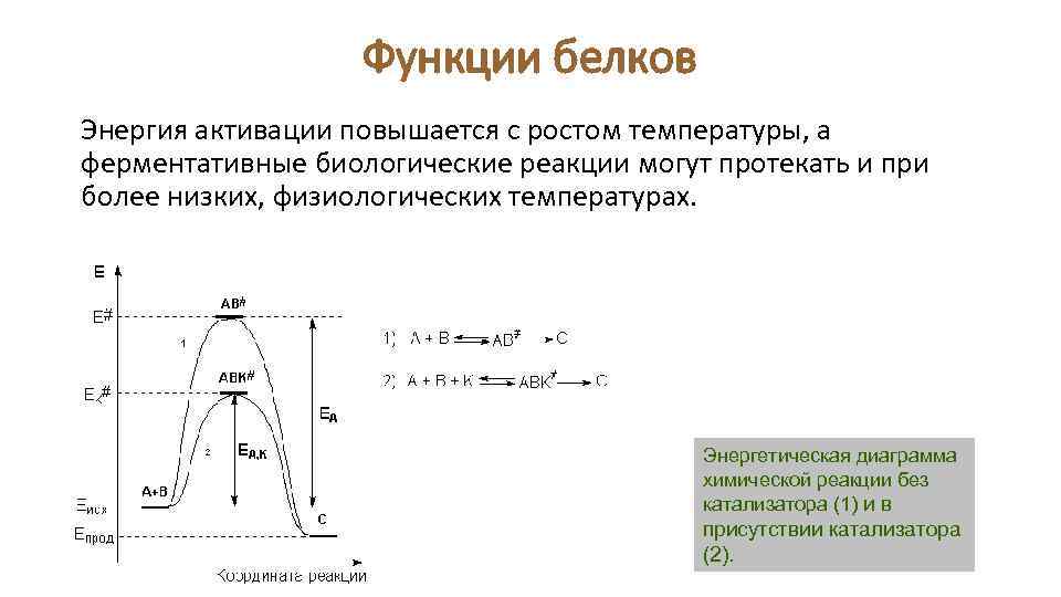 Функции белков Энергия активации повышается с ростом температуры, а ферментативные биологические реакции могут протекать